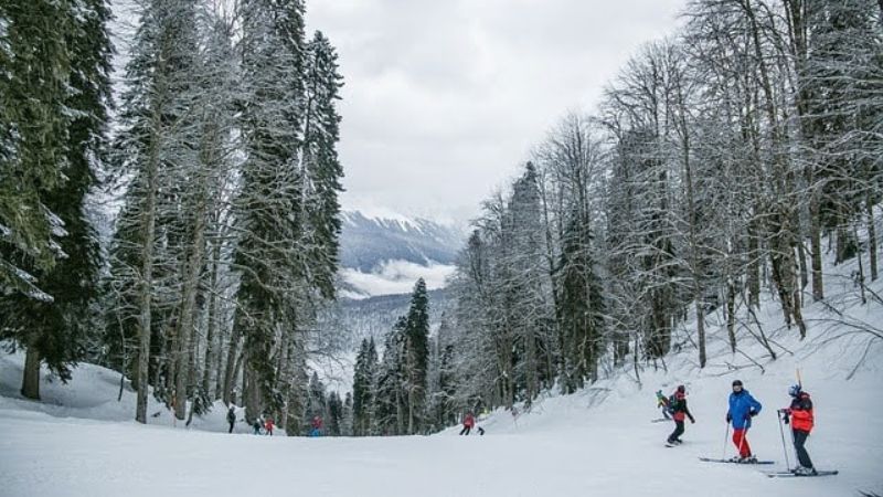 A group of skiers navigating a snow-covered forest trail surrounded by tall trees in a serene winter landscape.